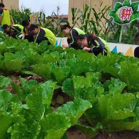 踏秋拾趣  田野丰歌—蒙阴县二小天基校区实践活动