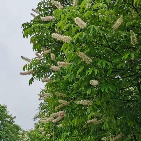 默默无闻铺路人