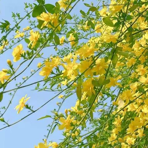 沂南县双堠镇南石门中心小学美术线上教学阶段总结