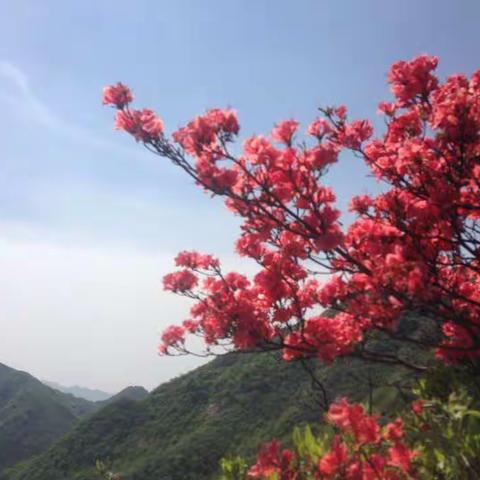 美丽汤公山  杜鹊花儿艳