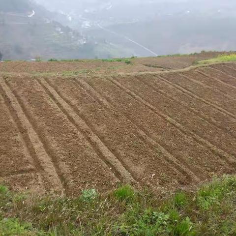 坡渡镇：聚焦有机高粱发展 全面助力脱贫攻坚