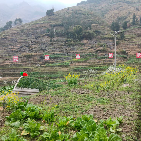 坡渡镇：压实干部责任、大力发展花椒产业