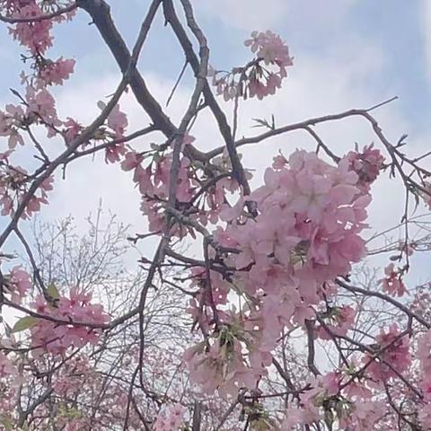 处处山樱花压枝