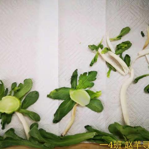 盘子里面去踏春🏃🏻‍♀️🏃🏻‍♂️~