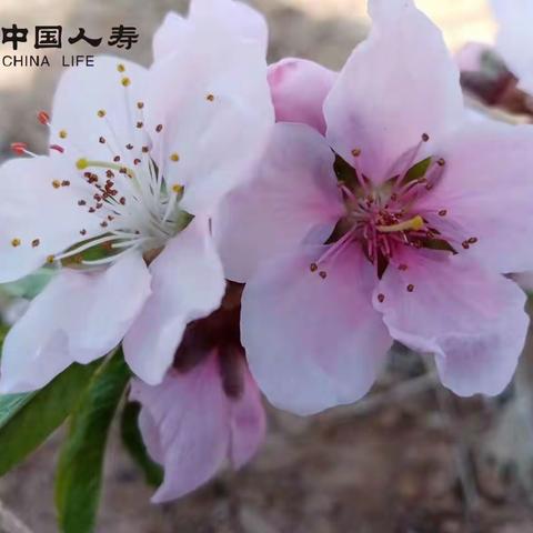 “踏青赏景，喜看桃花”中国人寿奎屯公司客户经营游园活动