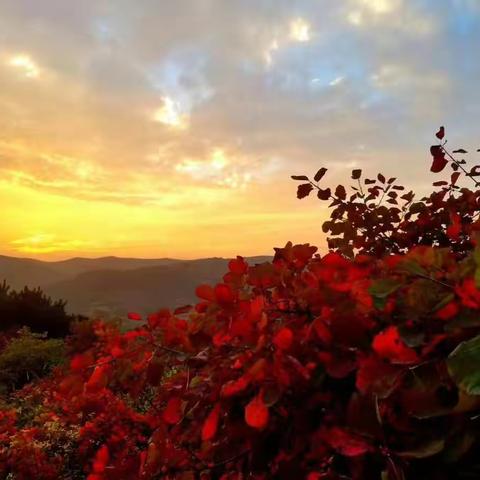 红叶满山涧，片片惹秋思。