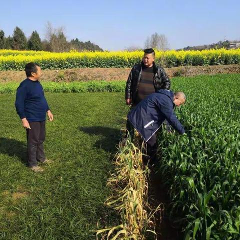 三台县积极开展禁种铲毒工作