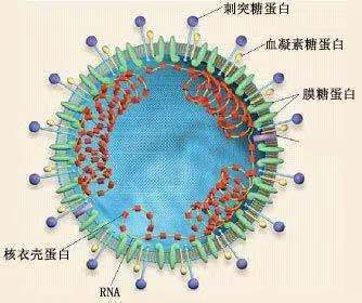 新冠肺炎防护手册——育才学校孟子欣