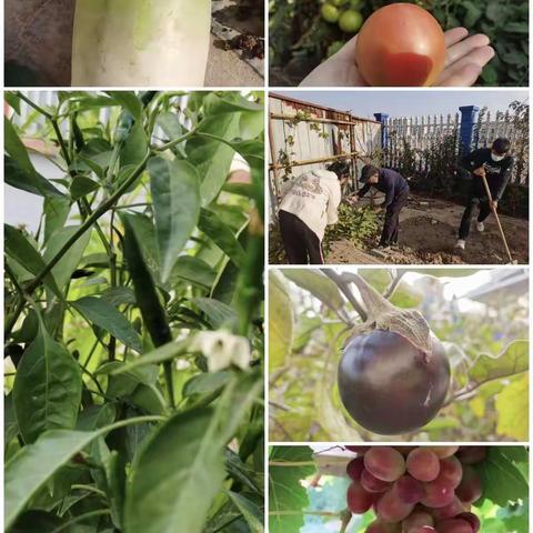 道虽远     情却长——同心县特殊教育学校河西组十月份线上送教纪实