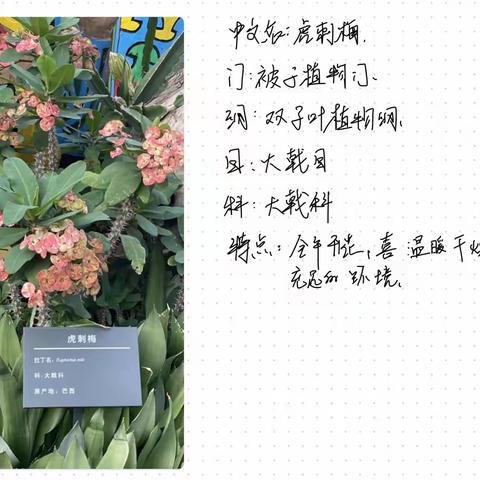 【附中学子这样过暑假】AI探秘植物世界——忻州师范学院附属中学初一3班谢伊轩暑假活动小记