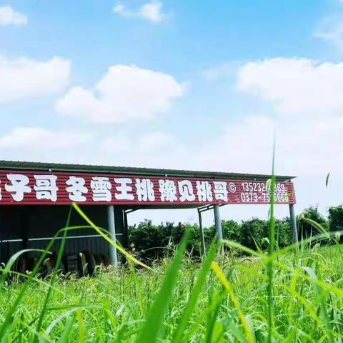 桃子哥冬雪王桃扶贫基地，认领桃树活动开始啦！