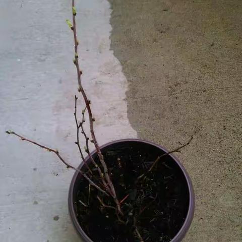 ♥树莓成长记·2016