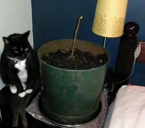 ♥无花果树成长记