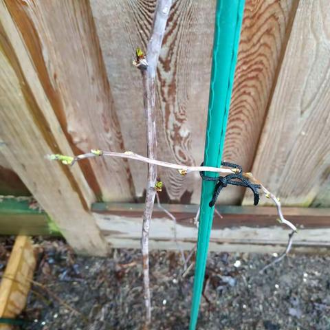 ❤ 樹莓（raspberry）生長記·壬寅虎年·2022年