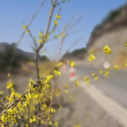 壶关 鹅屋 迎春花
