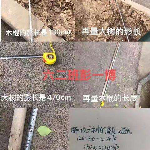 大树有多高，天高任我飞  ——樊屯小学六年级数学特色作业