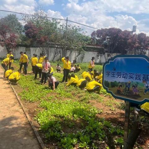 以劳动教育促学生成长，遮放镇户拉明德小学全面开展劳动教育工作