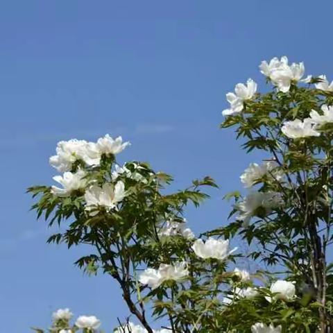 高山牡丹花更艳