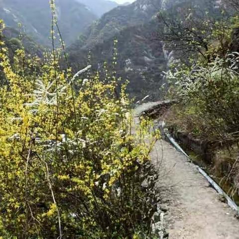 五里渠畔莲翘艳