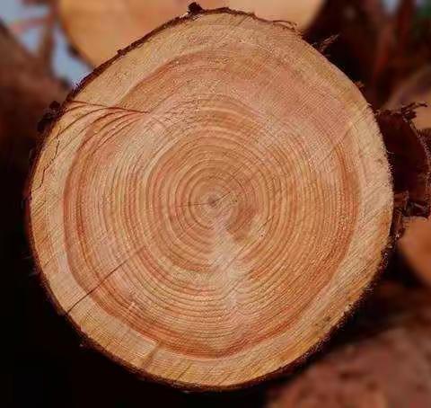 寒假里一次创新的木工实践