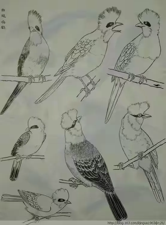 国画鸟类画谱193幅(请收藏)