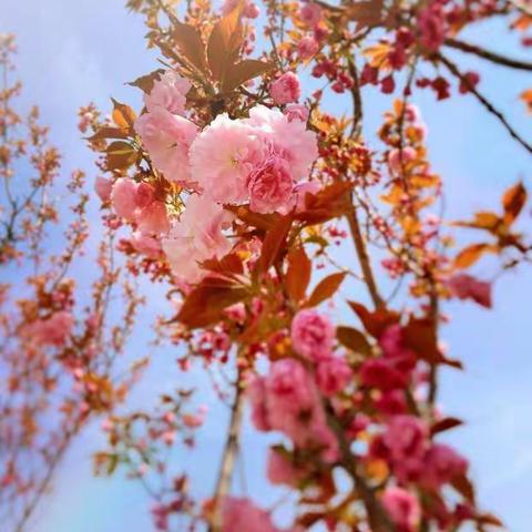 暖暖的春风迎面吹    花儿朵朵开