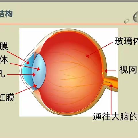 爱眼护眼，预防近视