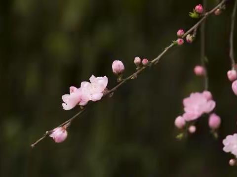 静待花开