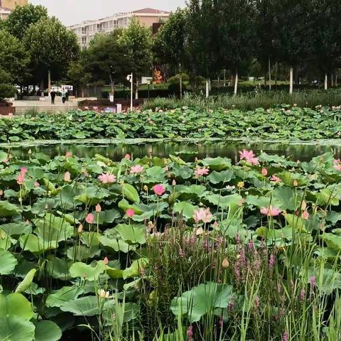 共建书香校园  共享读书之乐——丁村小学四年级一班读书分享活动展示