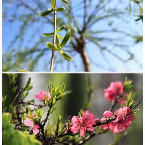 春已至，花已开，疫必胜！