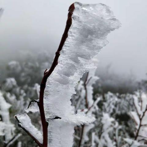 冰天雪地八卦脑