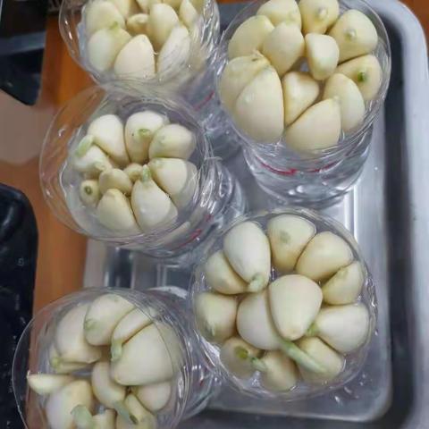 我的寒假实践——亲手培育的小蒜苗