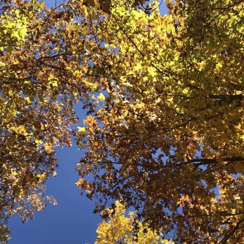 工人村小学四三班“赏秋叶 探数学”活动