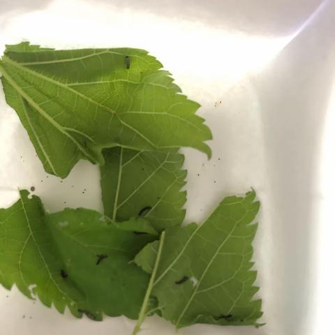 朱衿晗养蚕记
