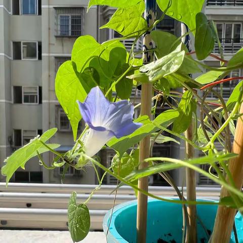 暑假牵牛花观察记（三七班朱衿晗）
