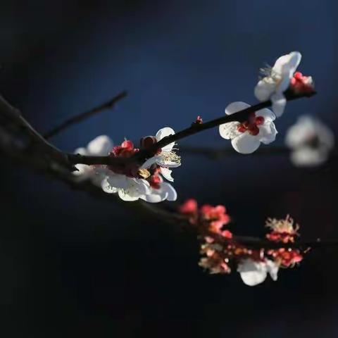 停课不停学，静待春花开