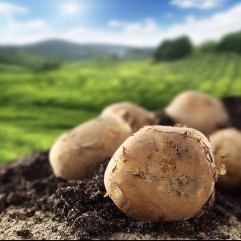 中二班班本故事🤗我和土豆共成长🌟