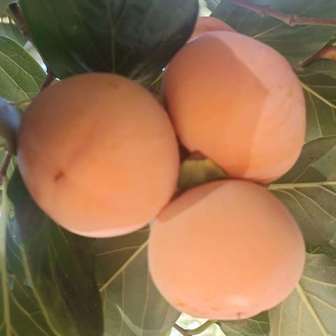 段家垣上柿柿如意