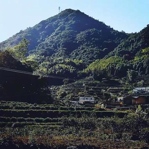 前辈登“高峰”，为党建大功。初心永不忘，老区更向前。——老区高峰村茶农培训班侧记