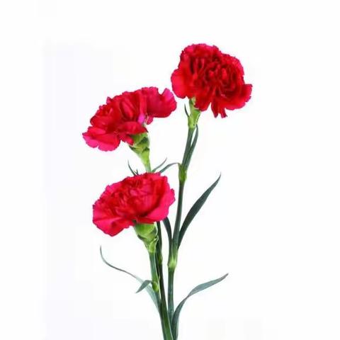 以爱之名－－母亲节