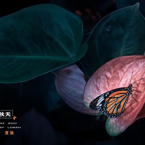 蝶舞的秋天