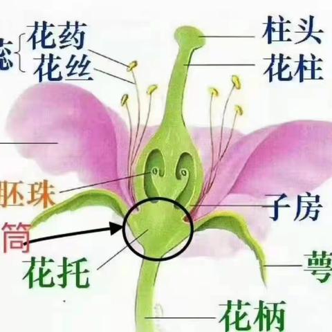 疏花蔬果的作用