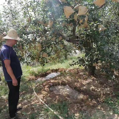 果园抗旱-我们在行动！