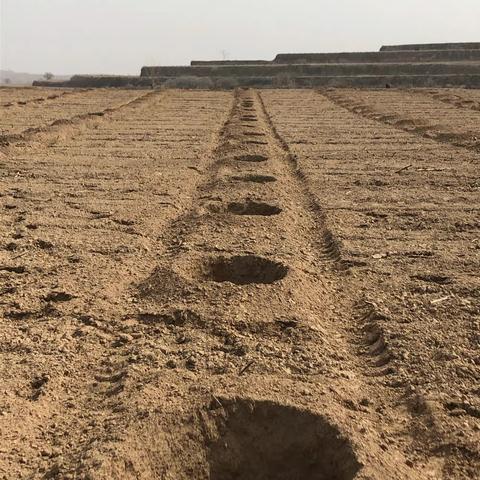 流着的是汗水 栽植的是希望