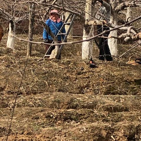 打造有机生产示范点