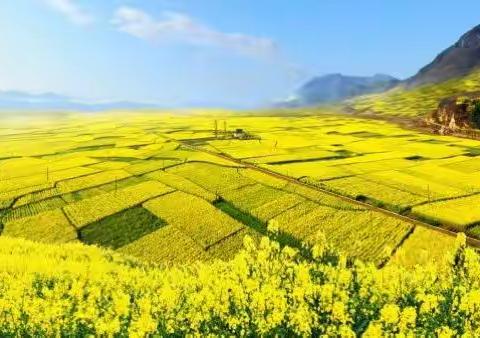 花儿虽美，需防蜂