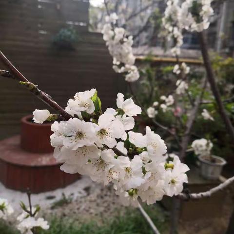 🌸春暖百花开🌸