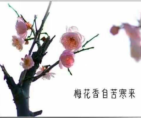 梅花香自苦寒来