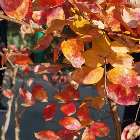 晚秋的玉渊潭，五彩斑斓