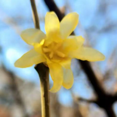 犹有腊梅花枝俏